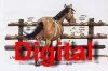 SKN Pferd Digital