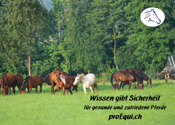 Integration neuer Pferde in den Offenstall 