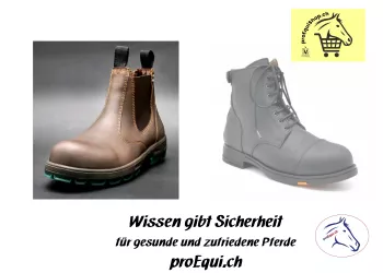 Hufrehe beim Pferd