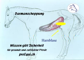 Darmanschoppungen Pferd